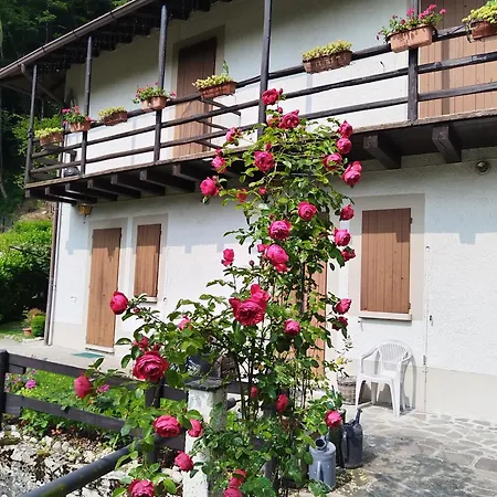 Delle Rose *